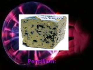 Pencillum:Pencillum:
 