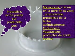 ProteolisisProteolisis
acida puedeacida puede
serser
producidaproducida
por:por:
Micrococus,Micrococus, crecencrecen
en la ubre de la vacaen la ubre de la vaca
, produciendo, produciendo
proteolisis de laproteolisis de la
lecheleche
asépticamente.asépticamente.
EnterococoEnterococo
liquefaciensliquefaciens
productor de acidoproductor de acido
lactico.lactico.
 