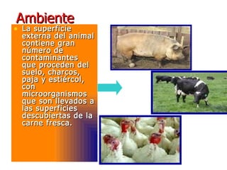 AmbienteAmbiente
• La superficieLa superficie
externa del animalexterna del animal
contiene grancontiene gran
número denúmero de
contaminantescontaminantes
que proceden delque proceden del
suelo, charcos,suelo, charcos,
paja y estiércol,paja y estiércol,
concon
microorganismosmicroorganismos
que son llevados aque son llevados a
las superficieslas superficies
descubiertas de ladescubiertas de la
carne fresca.carne fresca.
 