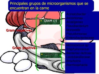 Gram negativasGram negativas
Gram positivasGram positivas
• GRAM (-)GRAM (-)
Acinetobacter
Aeromonas
Alcalígenes
Flavobacterium
Moraxella
Pseudomonas
Enterobacteriaceae
• GRAM (+)GRAM (+)
Micrococcus sp
Staphylococcus
Bacterias lácticas:
Lactobacillaceae
Brochotrix
thermosphacta
Principales grupos de microorganismos que se
encuentran en la carne
 