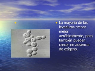 • • La mayoría de lasLa mayoría de las
levaduras crecenlevaduras crecen
mejormejor
aeróbicamente, peroaeróbicamente, pero
también puedentambién pueden
crecer en ausenciacrecer en ausencia
de oxígeno.de oxígeno.
 
