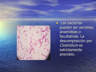 • Las bacteriasLas bacterias
pueden ser aerobias,pueden ser aerobias,
anaerobias oanaerobias o
facultativas. Lafacultativas. La
descomposición pordescomposición por
ClostridiumClostridium eses
estrictamenteestrictamente
anerobio.anerobio.
 