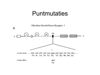 Puntmutaties 