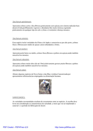 Saccharum spontaneum:

          Apresenta colmos curtos ,fino,fibrosos,praticamente sem açúcar,com sistema radicular bem
          desenvolvido,perfilhamento vigoroso e abundante.São muito rústicas,vegetando
          praticamente em qualquer tipo de solo e clima e é resistente à doença mosaico.



          Saccharum sinensis:

          Essa espécie inclui variedades da China e do Japão e caracteriza-se por alto porte ,colmos
          finos e fibrosos,teor médio de açúcar ,raízes abundantes e fortes.

          Saccharum barberi:

          Apresenta porte baixo ou médio ,colmos finos,fibrosos e pobres em açúcar,sendo também
          suscetível ao mosaico.

          Saccharum robustom:

          Apresenta colmos muito altos (de até 10m),relativamente grossos,muito fibrosos e pobres
          em açúcar,sendo também suscetível ao mosaico.

          Saccharum edule:

          Abrane algumas espécies da Nova Guine e das Ilhas vizinhas.Caracterizada por
          apresentarem inflorescências empregadas na alimentação humana.




          VARIEDADES:

          As variedades recomendadas resultam de cruzamentos entre as espécies .A escolha deve
          levar em consideração as características da variedade ,o meio que vai ser implantado o
          canavial e o período de fabricação do álcool.




PDF Creator - PDF4Free v2.0                                         http://www.pdf4free.com
 