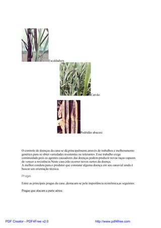 Escaldadura.




                                                               Carvão




                                                       Podridão abacaxi




          O controle de doenças da cana se dá,principalmente,através de trabalhos e melhoramento
          genético,para se obter variedades resistentes ou tolerantes .Esse trabalho exige
          continuidade,pois os agentes causadores das doenças podem produzir novas raças capazes
          de vencer a resistência.Neste caso,irão ocorrer novos surtos da doença.
          A melhor conduta para o produtor que constatar alguma doença em seu canavial ainda é
          buscar um orientação técnica.

          Pragas

          Entre as principais pragas da cana ,destacam-se pela importância econômica,as seguintes:

          Pragas que atacam a parte aérea:




PDF Creator - PDF4Free v2.0                                        http://www.pdf4free.com
 