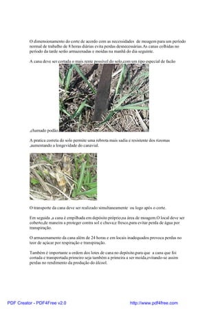 O dimensionamento do corte de acordo com as necessidades de moagem para um período
          normal de trabalho de 8 horas diárias evita perdas desnecessárias.As canas colhidas no
          período da tarde serão armazenadas e moídas na manhã do dia seguinte.

          A cana deve ser cortada o mais rente possível do solo,com um tipo especial de facão




          ,chamado podão.

          A pratica correta do solo permite uma rebrota mais sadia e resistente dos rizomas
          ,aumentando a longevidade do canavial.




          O transporte da cana deve ser realizado simultaneamente ou logo após o corte.

          Em seguida ,a cana é empilhada em depósito próprio,na área de moagem.O local deve ser
          coberto,de maneira a proteger contra sol e chuva;e fresco,para evitar perda de água por
          transpiração.

          O armazenamento da cana além de 24 horas e em locais inadequados provoca perdas no
          teor de açúcar por respiração e transpiração.

          Também é importante a ordem dos lotes de cana no depósito,para que a cana que foi
          cortada e transportada primeiro seja também a primeira a ser moída,evitando-se assim
          perdas no rendimento da produção do álcool.




PDF Creator - PDF4Free v2.0                                         http://www.pdf4free.com
 
