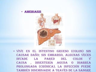 • AMEBIASIS

• Vive en el intestino grueso (colon) sin
causar daño; sin embargo, algunas veces
invade
la
pared
del
colon
y
causa , disentería aguda o diarrea
prolongada (crónica). La infección puede
también diseminarse a través de la sangre

 