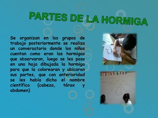 Se organizan en los grupos de
trabajo posteriormente se realiza
un conversatorio donde los niños
cuentan como eran las hormigas
que observaron, luego se les paso
en una hoja dibujada la hormiga
para que la colorearan y ubicaran
sus partes, que con anterioridad
se les había dicho el nombre
científico  (cabeza,   tórax    y
abdomen)
 