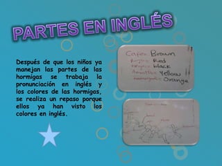 Después de que los niños ya
manejan las partes de las
hormigas se trabaja la
pronunciación en inglés y
los colores de las hormigas,
se realiza un repaso porque
ellos ya han visto los
colores en inglés.
 