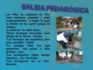 Los niños se organizan en filas
como habíamos planeado y salen
organizadamente, al llegar al lugar
se dividen en los cuatro grupos de
trabajo.
Al observar los niños dicen:
*Estas hormigas rascaculas viven
debajo de la tierra: Sarhon
*Las hormigas son pequeñitas pero
pican durísimo. Fabián
*La hormiga tiene dos ojos
pequeñitos, seis patas, y unas
antenas. Luna.
*Los hormigueros tienen muchos
huequitos. Jon Alexander
*Las hormiguitas van en filas.
Mauricio
 
