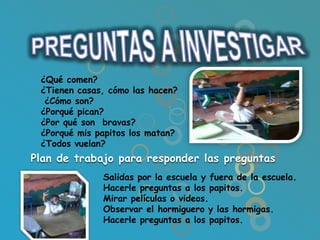 ¿Qué comen?
 ¿Tienen casas, cómo las hacen?
  ¿Cómo son?
 ¿Porqué pican?
 ¿Por qué son bravas?
 ¿Porqué mis papitos los matan?
 ¿Todos vuelan?
Plan de trabajo para responder las preguntas
              Salidas por la escuela y fuera de la escuela.
              Hacerle preguntas a los papitos.
              Mirar películas o videos.
              Observar el hormiguero y las hormigas.
              Hacerle preguntas a los papitos.
 