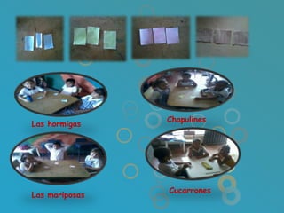 Chapulines
Las hormigas




                Cucarrones
Las mariposas
 