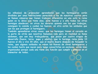 los niños(as) de preescolar aprendieron que los hormigueros están
divididos por unas habitaciones parecidas a las de nuestras casitas pero
se llaman cámaras que tienen trabajos diferentes en una está la reina
quien es la única que tiene alas, pone huevos y a ella todas las otras
hormigas obedecen; en otras las obreras quienes son las que trabajan,
consiguen la comida y cuidan los huevos; en otra están los soldados que
son los que protegen el hormiguero.
También aprendieron otras cosas: que las hormigas tienen el corazón en
la parte de atrás que nosotros llamamos cola pero en realidad se llama
abdomen, que son muy trabajadoras, que pasan por cuatro etapas de
desarrollo (huevo, larva, pupa y adulto), que la hormiga reina pone 10
huevos al día y vive 30 años, que el macho muere después de fecundar la
reina, que algunos soldados se roban los huevos de otros hormigueros y
los cuidan hasta que nacen para luego convertirlas en esclavas, están bien
organizadas porque cada una tiene una función que cumplir y piensan en el
bienestar de todas.
 
