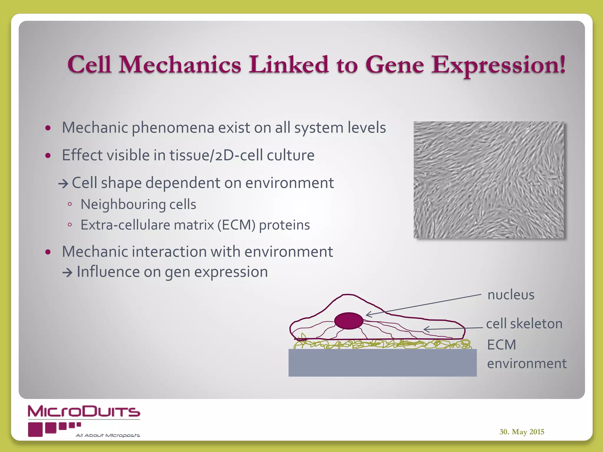 Cell Mechanics Linked to Gene Expression!
 Mechanic phenomena exist on all system levels
 Effect visible in tissue/2D-cell culture
 Cell shape dependent on environment
◦ Neighbouring cells
◦ Extra-cellulare matrix (ECM) proteins
 Mechanic interaction with environment
 Influence on gen expression
30. May 2015
nucleus
cell skeleton
ECM
environment
 