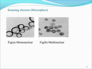 Fig(a)-Mononuclear Fig(b)-Multinuclear
Scanning electron (Microsphers)
6
 