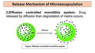 Release Mechanism of Microencapsulation
2.Diffusion controlled monolithic system: Drug
released by diffusion then degradation of matrix occurs.
Figure: Diffusion controlled monolithic system
Diffusion
 