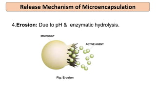 Release Mechanism of Microencapsulation
4.Erosion: Due to pH & enzymatic hydrolysis.
Fig: Erosion
 