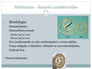Helmintos - Ascaris Lumbricoides
 Morfologia:
- Nematelminto;
- Dismorfismo sexual:
Macho (até 20 cm);
Fêmea (até 30 cm).
- Ovo (embrionado ou não-embrionado) e verme adulto;
- Corpo delgado e cilíndrico, afilando-se nas extremidades;
- Cutícula lisa.
* Forma infectante.
 