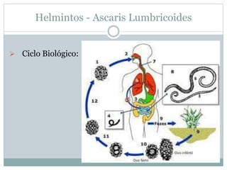 Helmintos - Ascaris Lumbricoides
 Ciclo Biológico:
 