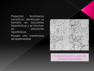 Presentan fenómenos
osmóticos: disminuyen su
tamaño en soluciones
hipertónicas y se hinchan
en soluciones
hipotónicas.
Poseen una membrana
semipermeable
Protomovimiento y unión de
diversas microesferas