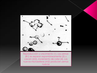 Reproducción y crecimiento (1). Las yemas
(B1) se separan espontáneamente (3) y
crecen (M2), incremento de color (4). Las
nuevas microesferas (m2) producen yemas
nuevas