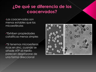 •Los coacervados son
menos estables que las
micoesférulas
•*Exhiben propiedades
catalíticas menos simples
•*Si tenemos microesferas
ricas en zinc, cuando se
añade ATP al medio
parecen desplazarse de
una forma direccional