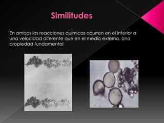 En ambos las reacciones químicas ocurren en el interior a
una velocidad diferente que en el medio externo. Una
propiedad fundamental