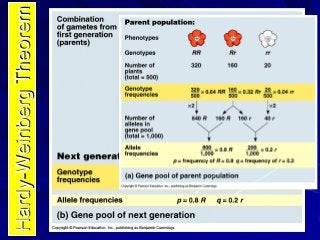  Genotype frequencies can be estimated from allele frequencies
                     First, you must assume Hardy-Weinber...