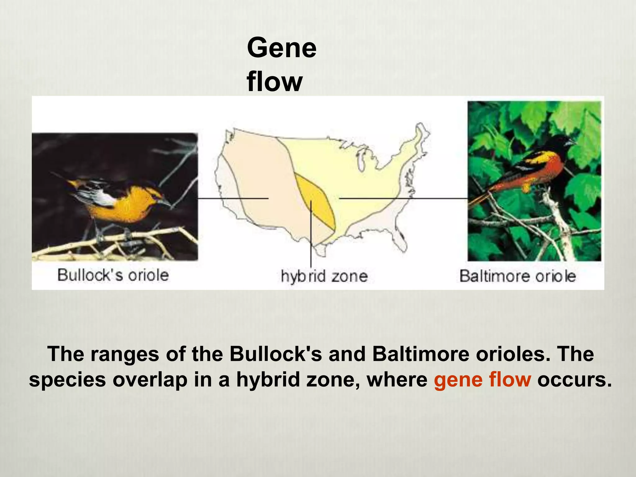 The ranges of the Bullock's and Baltimore orioles. The
species overlap in a hybrid zone, where gene flow occurs.
Gene
flow
 