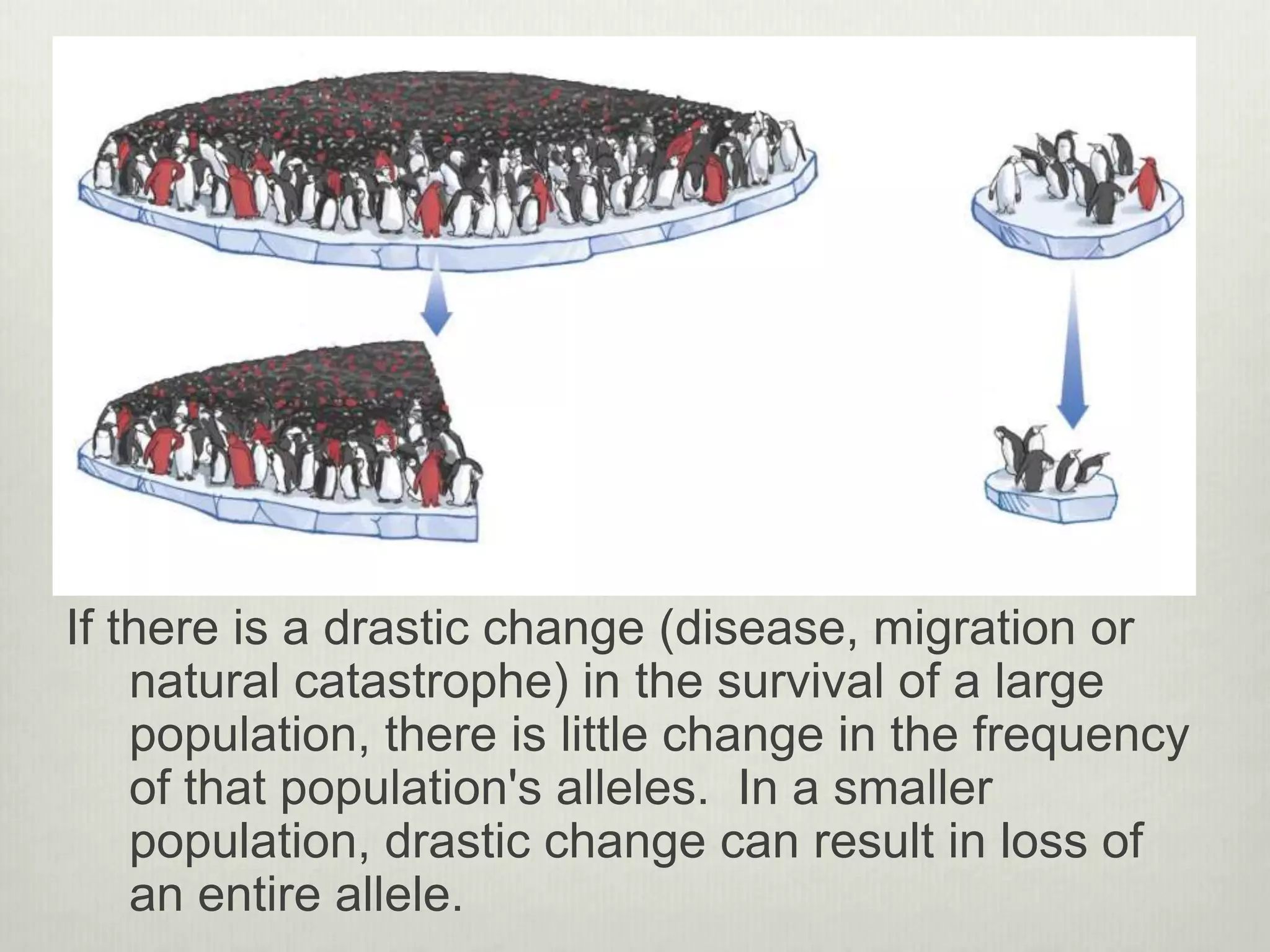 If there is a drastic change (disease, migration or
natural catastrophe) in the survival of a large
population, there is little change in the frequency
of that population's alleles. In a smaller
population, drastic change can result in loss of
an entire allele.
 