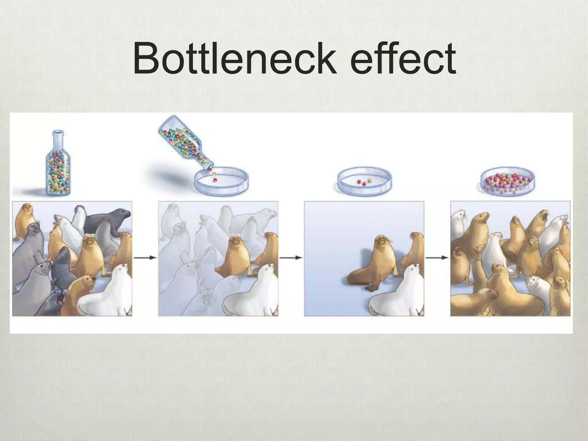 Bottleneck effect
 