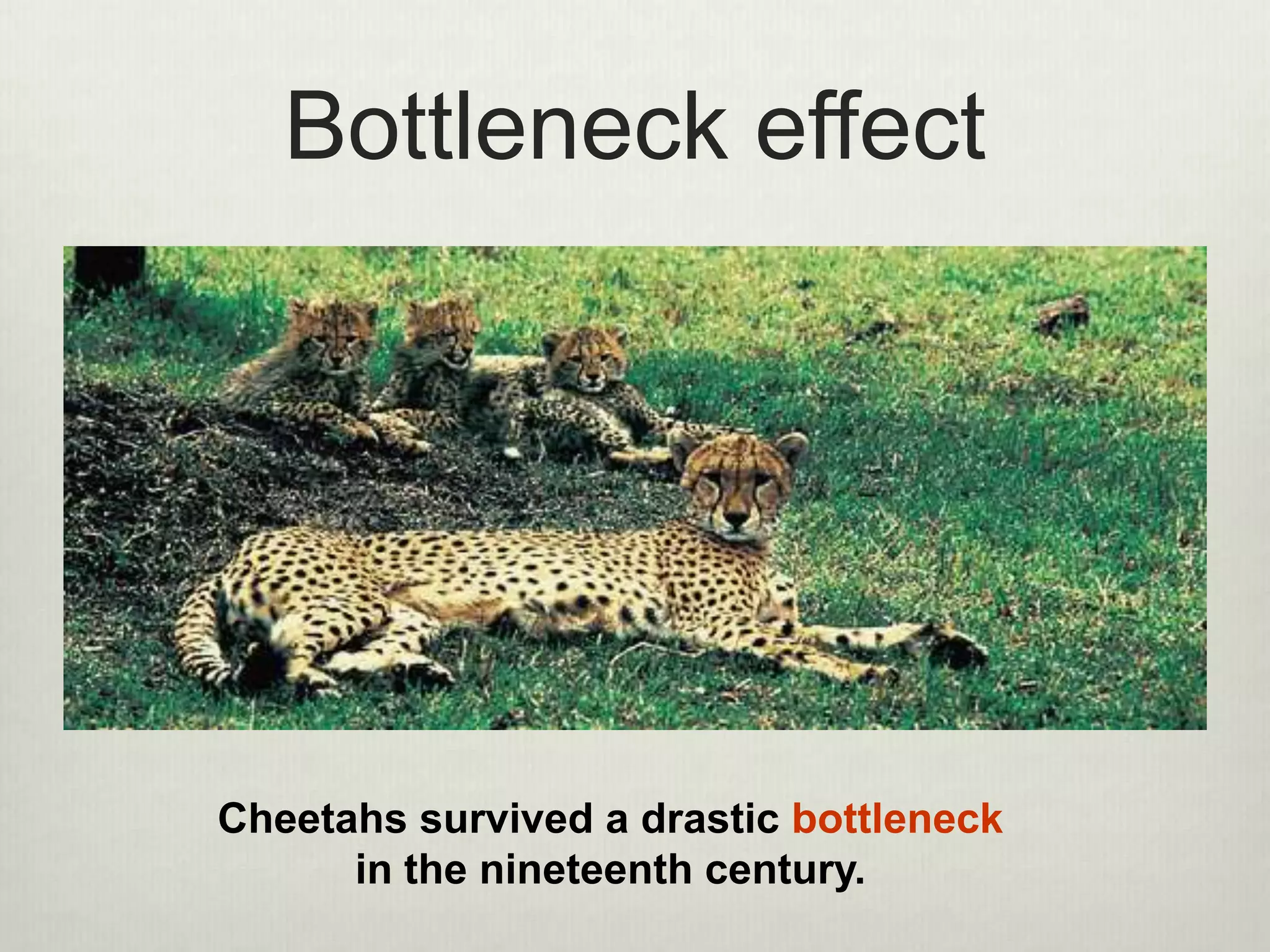 Cheetahs survived a drastic bottleneck
in the nineteenth century.
Bottleneck effect
 