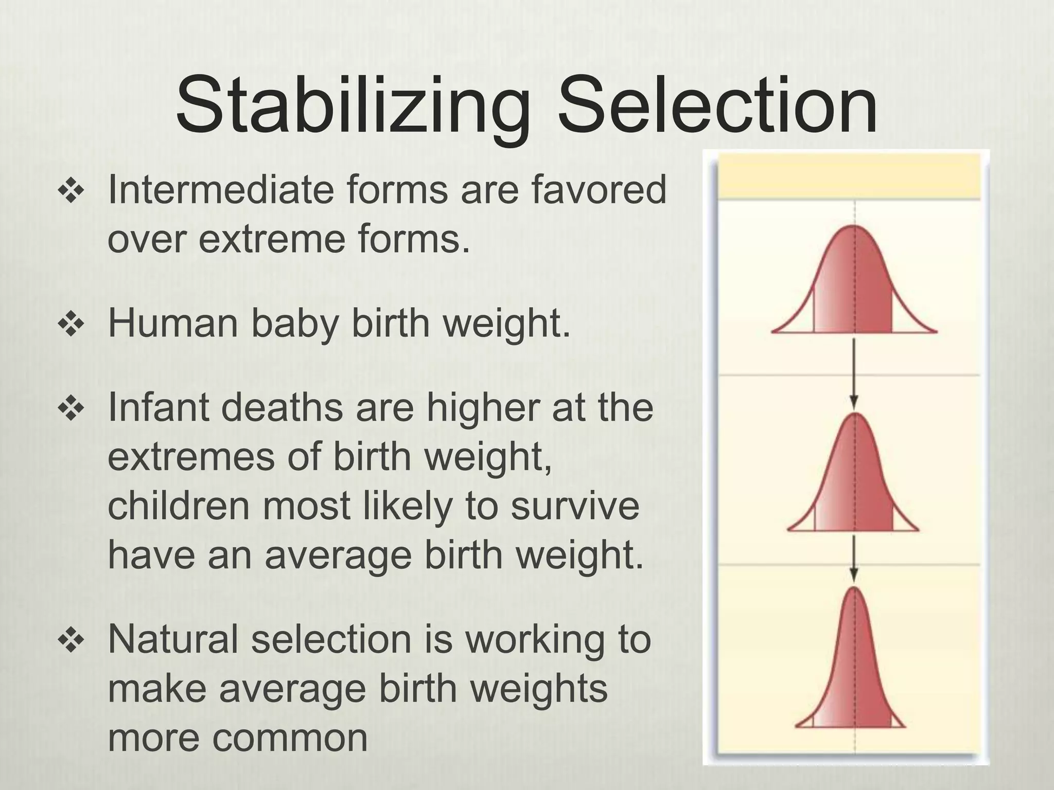 Stabilizing Selection
 Intermediate forms are favored
over extreme forms.
 Human baby birth weight.
 Infant deaths are higher at the
extremes of birth weight,
children most likely to survive
have an average birth weight.
 Natural selection is working to
make average birth weights
more common
 