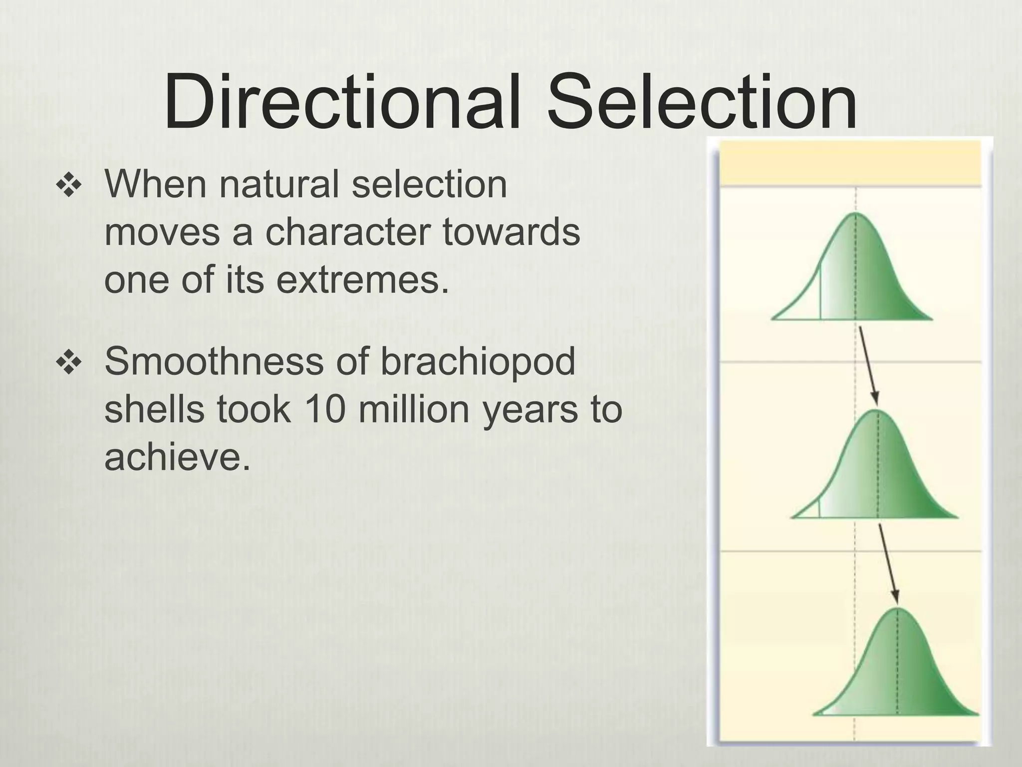 Directional Selection
 When natural selection
moves a character towards
one of its extremes.
 Smoothness of brachiopod
shells took 10 million years to
achieve.
 