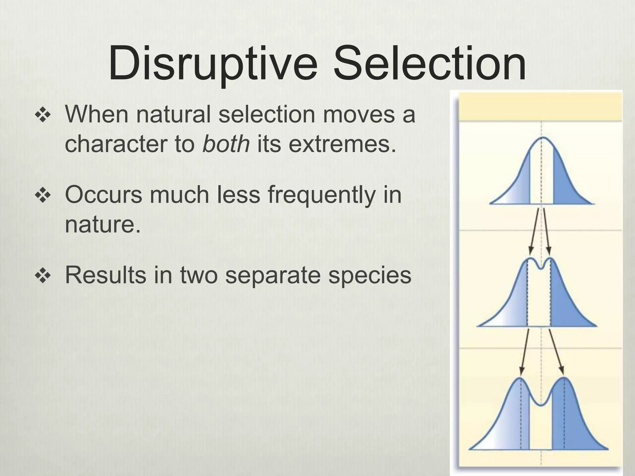 Disruptive Selection
 When natural selection moves a
character to both its extremes.
 Occurs much less frequently in
nature.
 Results in two separate species
 