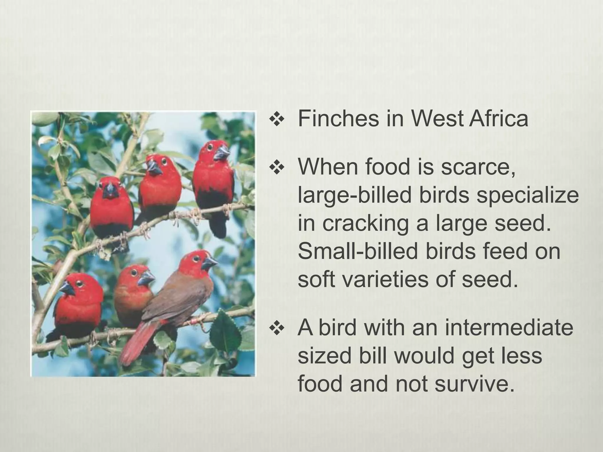  Finches in West Africa
 When food is scarce,
large-billed birds specialize
in cracking a large seed.
Small-billed birds feed on
soft varieties of seed.
 A bird with an intermediate
sized bill would get less
food and not survive.
 