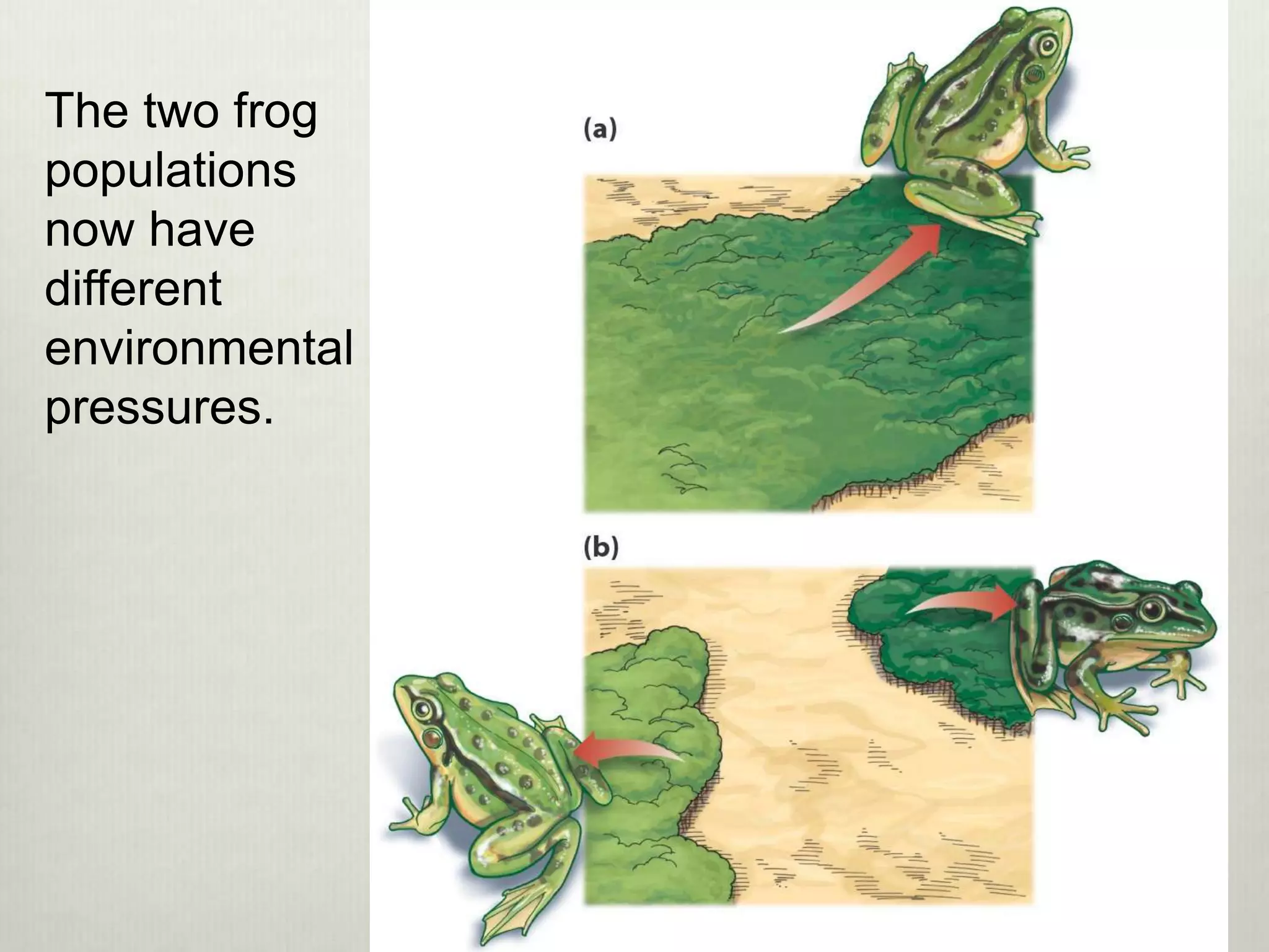 The two frog
populations
now have
different
environmental
pressures.
 