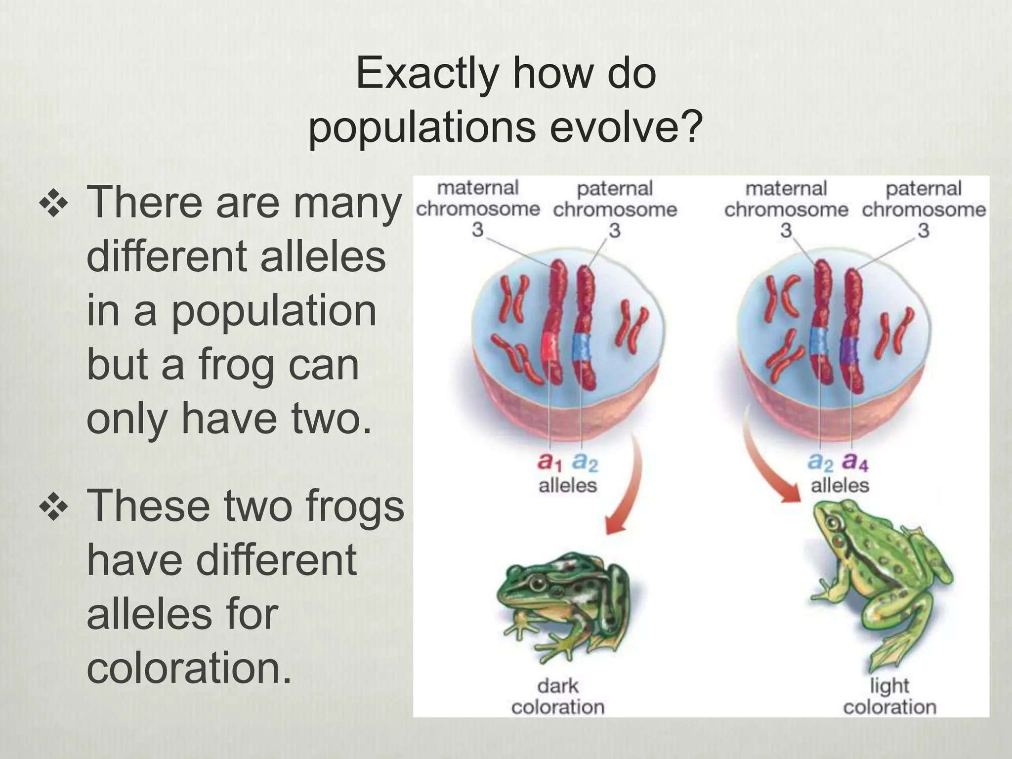 Exactly how do
populations evolve?
 There are many
different alleles
in a population
but a frog can
only have two.
 These two frogs
have different
alleles for
coloration.
 