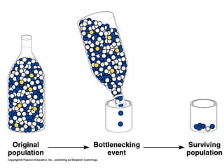 Microevolution hardy weinberg | PPT