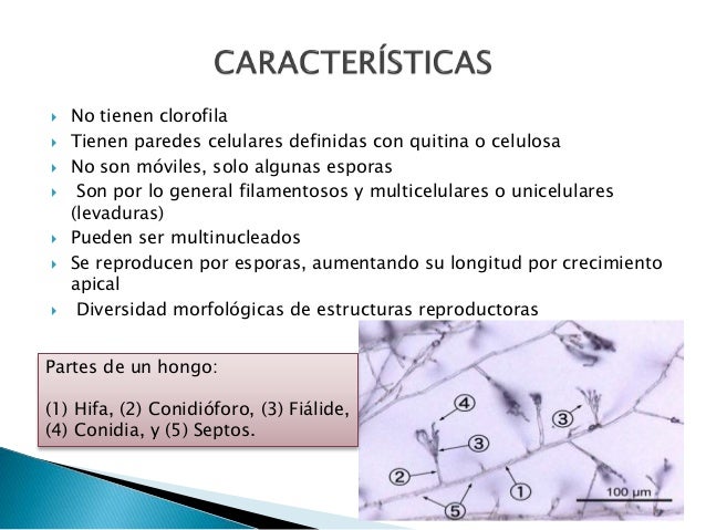Morfologia de hongos y levaduras pdf to word