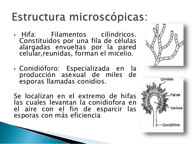 El hongo de las uñas en las manos el tratamiento de la casa