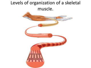 Levels of organization of a skeletal
              muscle.
 