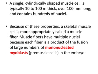 • A single, cylindrically shaped muscle cell is
  typically 10 to 100 m thick, over 100 mm long,
  and contains hundreds of nuclei.

• Because of these properties, a skeletal muscle
  cell is more appropriately called a muscle
  fiber. Muscle fibers have multiple nuclei
  because each fiber is a product of the fusion
  of large numbers of mononucleated
  myoblasts (premuscle cells) in the embryo.
 