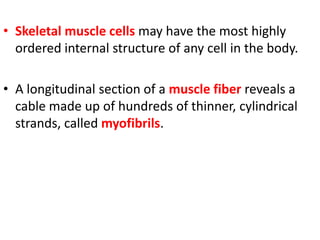 • Skeletal muscle cells may have the most highly
  ordered internal structure of any cell in the body.

• A longitudinal section of a muscle fiber reveals a
  cable made up of hundreds of thinner, cylindrical
  strands, called myofibrils.
 
