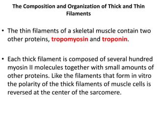 The Composition and Organization of Thick and Thin
                      Filaments

• The thin filaments of a skeletal muscle contain two
  other proteins, tropomyosin and troponin.

• Each thick filament is composed of several hundred
  myosin II molecules together with small amounts of
  other proteins. Like the filaments that form in vitro
  the polarity of the thick filaments of muscle cells is
  reversed at the center of the sarcomere.
 