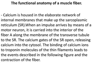 The functional anatomy of a muscle fiber.

- Calcium is housed in the elaborate network of
internal membranes that make up the sarcoplasmic
reticulum (SR).When an impulse arrives by means of a
motor neuron, it is carried into the interior of the
fiber A along the membrane of the transverse tubule
to the SR. The calcium gates of the SR open, releasing
calcium into the cytosol. The binding of calcium ions
to troponin molecules of the thin filaments leads to
the events described in the following figure and the
contraction of the fiber.
 