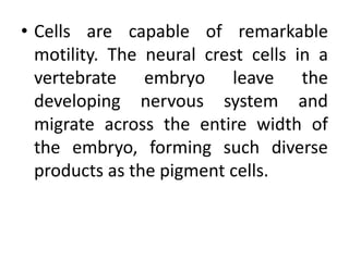 • Cells are capable of remarkable
  motility. The neural crest cells in a
  vertebrate embryo leave the
  developing nervous system and
  migrate across the entire width of
  the embryo, forming such diverse
  products as the pigment cells.
 