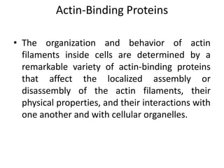 Actin-Binding Proteins

• The organization and behavior of actin
  filaments inside cells are determined by a
  remarkable variety of actin-binding proteins
  that affect the localized assembly or
  disassembly of the actin filaments, their
  physical properties, and their interactions with
  one another and with cellular organelles.
 