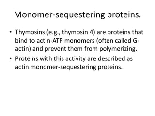 Monomer-sequestering proteins.
• Thymosins (e.g., thymosin 4) are proteins that
  bind to actin-ATP monomers (often called G-
  actin) and prevent them from polymerizing.
• Proteins with this activity are described as
  actin monomer-sequestering proteins.
 