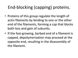 End-blocking (capping) proteins.
• Proteins of this group regulate the length of
  actin filaments by binding to one or the other
  end of the filaments, forming a cap that blocks
  both loss and gain of subunits.
• If the fast-growing, barbed end of a filament is
  capped, depolymerization may proceed at the
  opposite end, resulting in the disassembly of
  the filament.
 